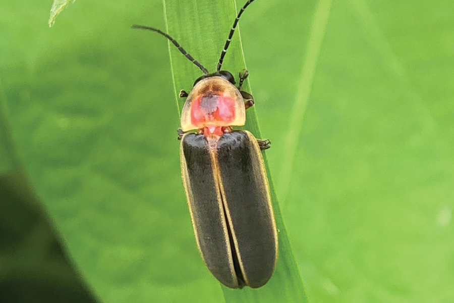 common eastern firefly by sbmarchuk